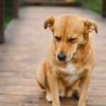 Learned helplessness